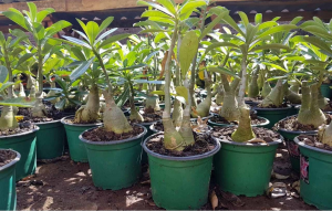 Rosa Do Deserto Como Cuidar E Cultivar