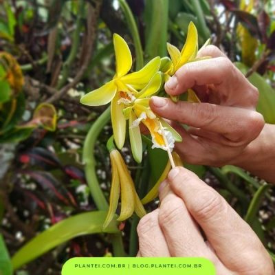 Orquídea Baunilha como plantar cultivar e polinizar Blog da Plantei