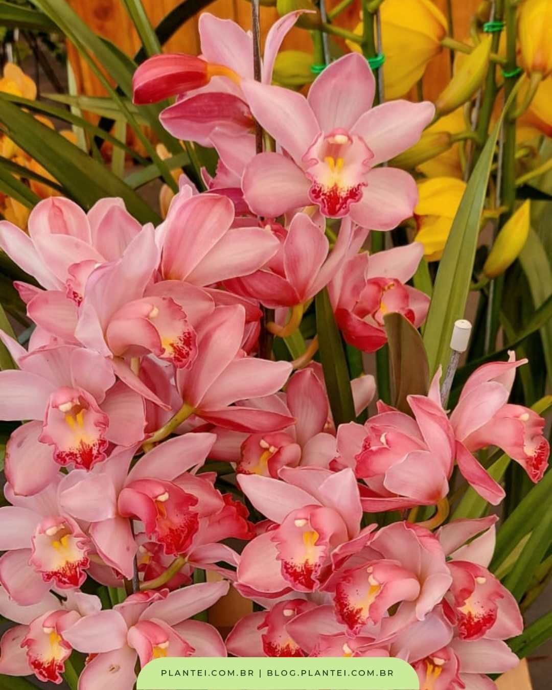 Topo Imagem Como Plantar Orqu Dea Cymbidium Na Terra Br