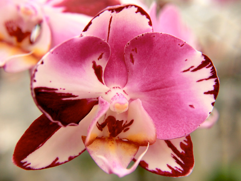 Aprenda o jeito certo de regar sua orquídea - Blog da Plantei
