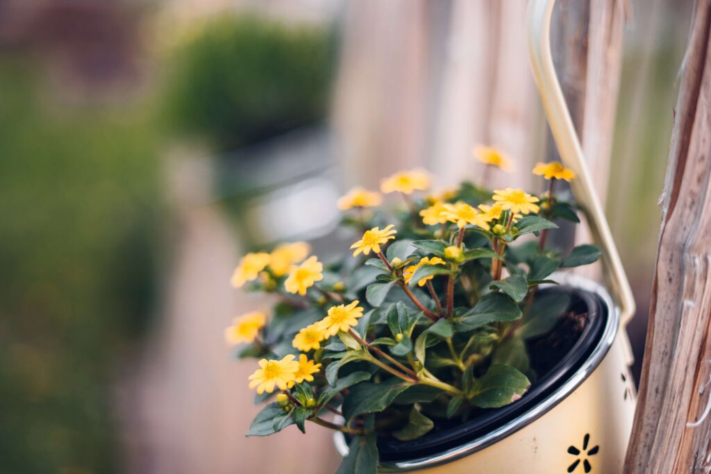 Flores amarelas em vaso. Crédito da imagem: Julian Hochgesang