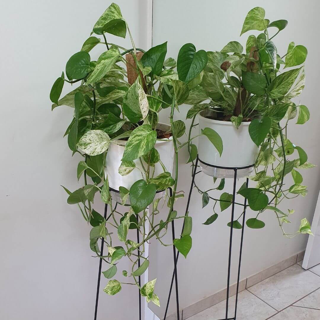 jiboia - planta pendente - plantas que purificam o ar