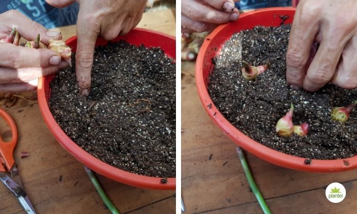 plantando gengibre em vaso