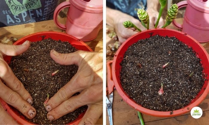 como plantar gengibre