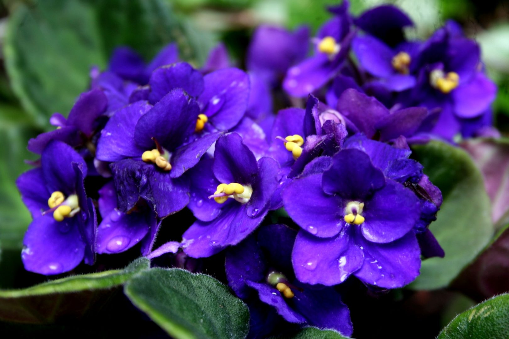 Como cultivar Violetas | Blog Plantei