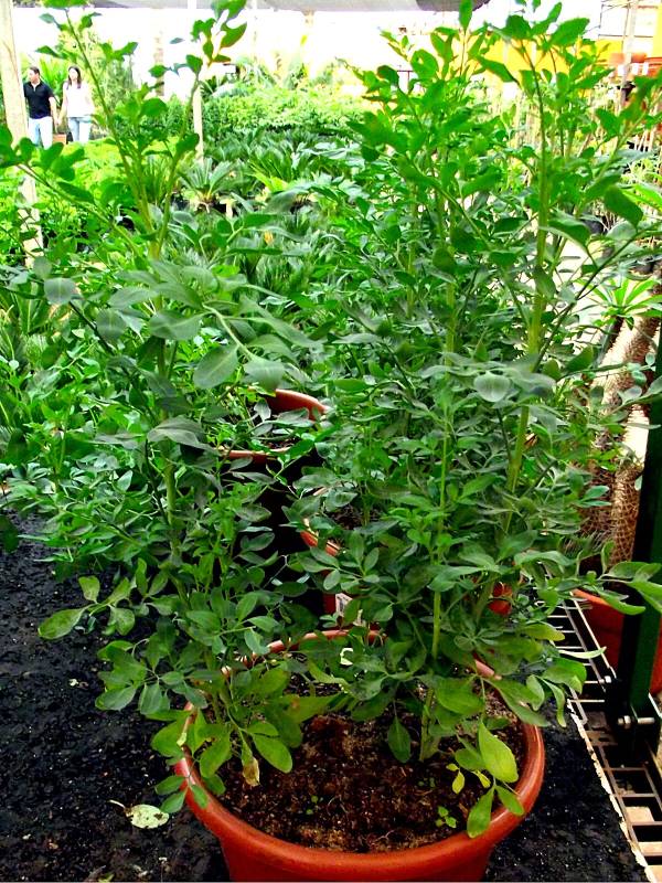 Como Plantar E Cultivar Arruda Blog Da Plantei