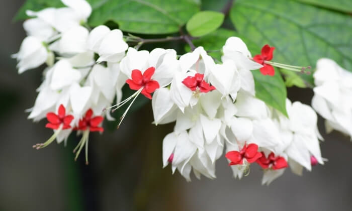 Lágrima-de-cristo, planta trepadeira com flores brancas e centro avermelhado.