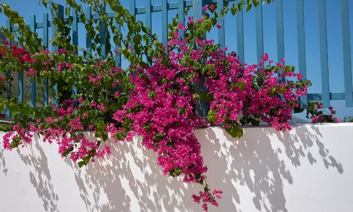 Primavera (Bougainvillea Spectabilis), planta trepadeira com folhas cor-de-rosa apoiada em cerca e muro.