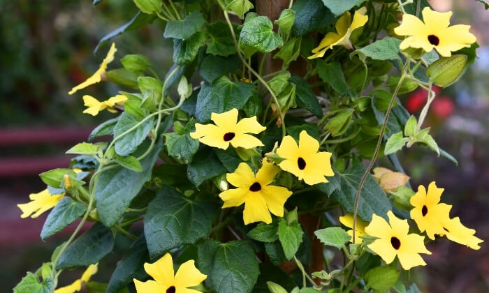 Tumbérgia alata (amarelinha), planta trepadeira em coluna, com flores amarelas.