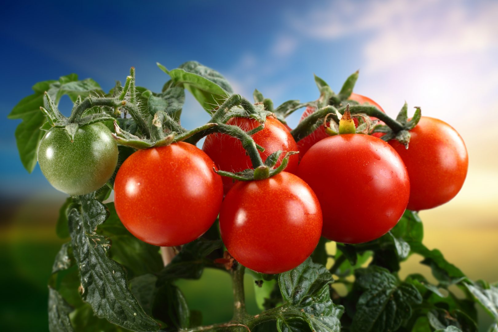 PlantaçãO De Tomate Em Garrafa Pet VH61 - Ivango