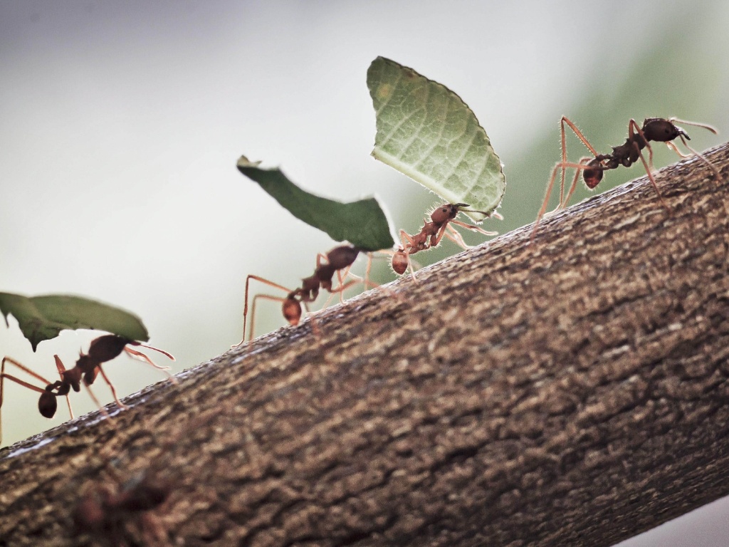 proteção contra formigas
