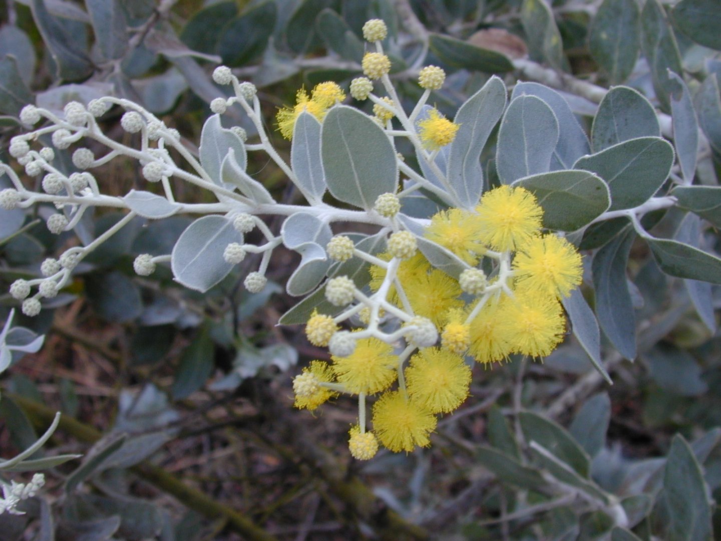 Acacia_podalyriifolia