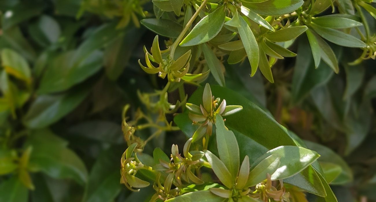 Plantas Para A Casa: Veja Sugestões - Blog Do Pão