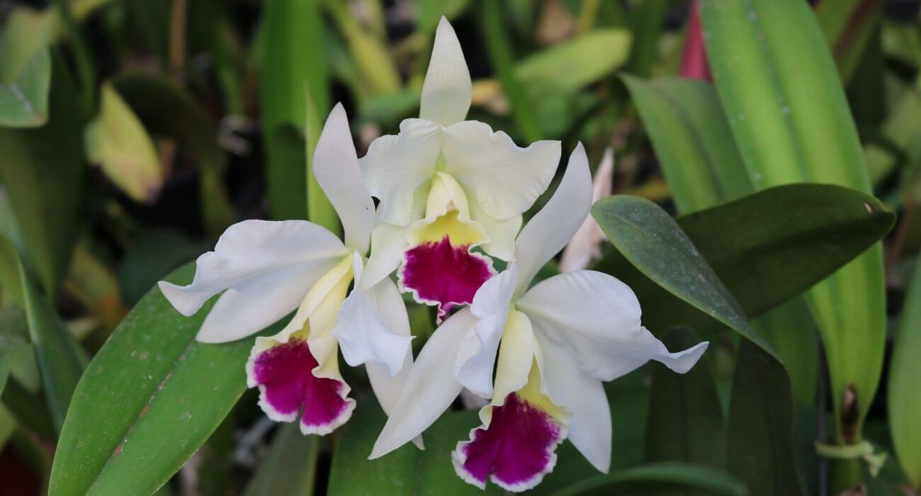 orquídeas brancas