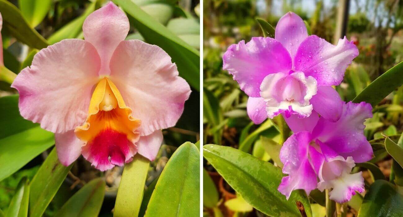 orquídeas floridas o ano todo