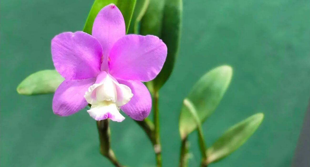 Descubra como ter orquídeas floridas o ano todo - Blog da Plantei