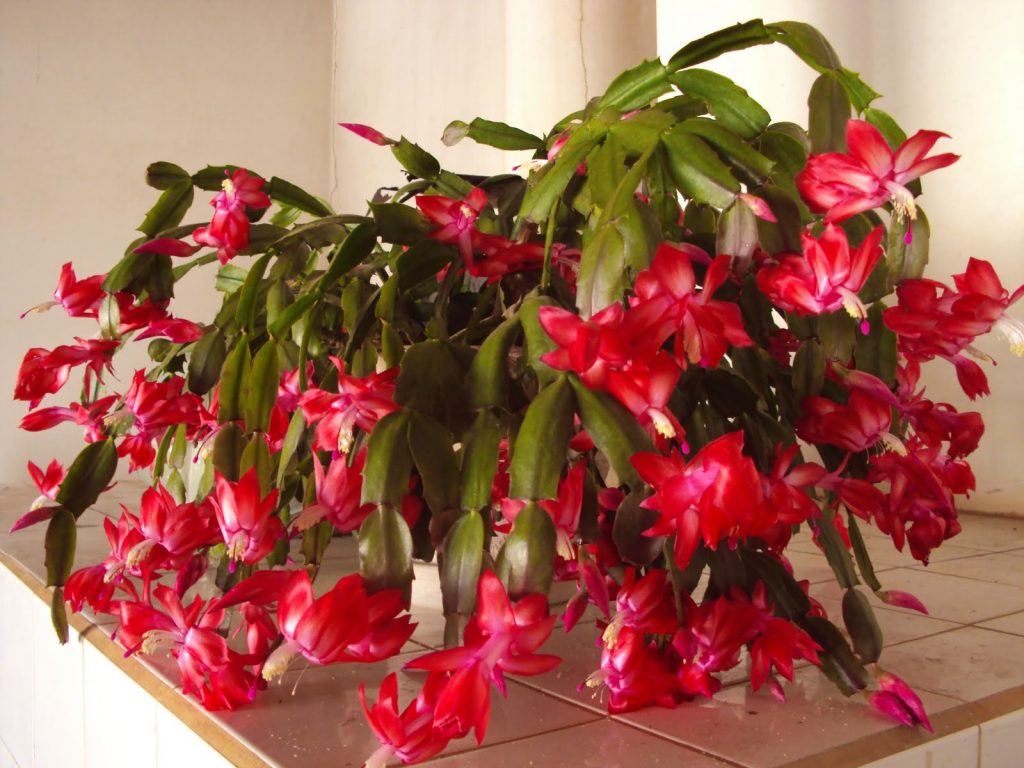Flor-de-maio: como cuidar, adubar e preparar substrato - Blog da Plantei