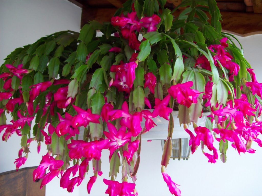 Flor-de-maio: como cuidar, adubar e preparar substrato - Blog da Plantei