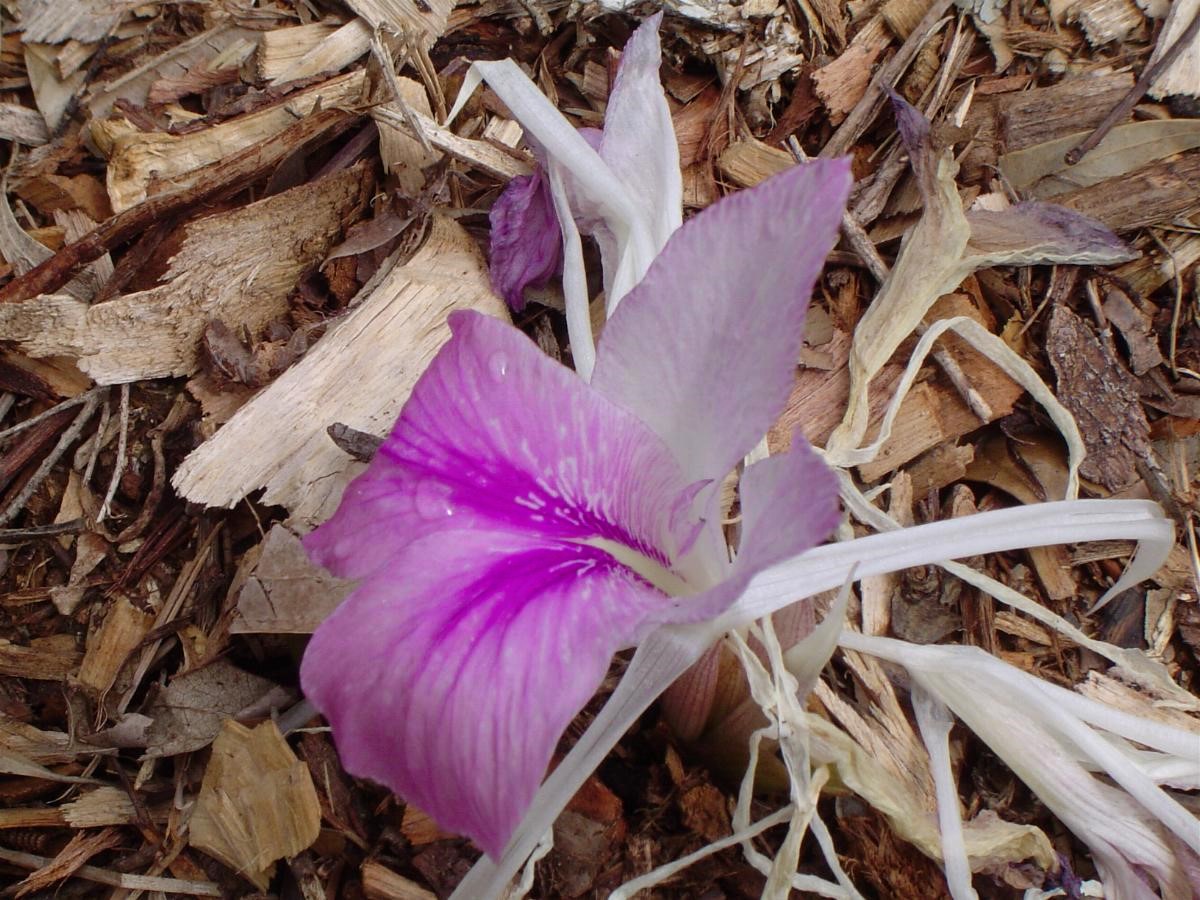 Cananga-do-Japão: conheça essa planta ornamental - Blog da Plantei
