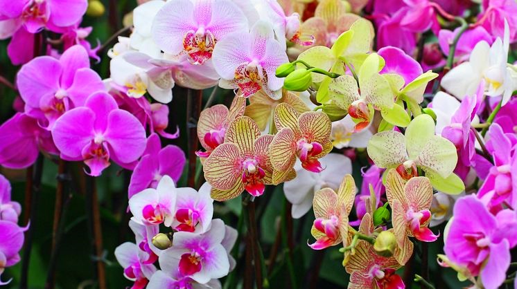 espécies de orquídeas