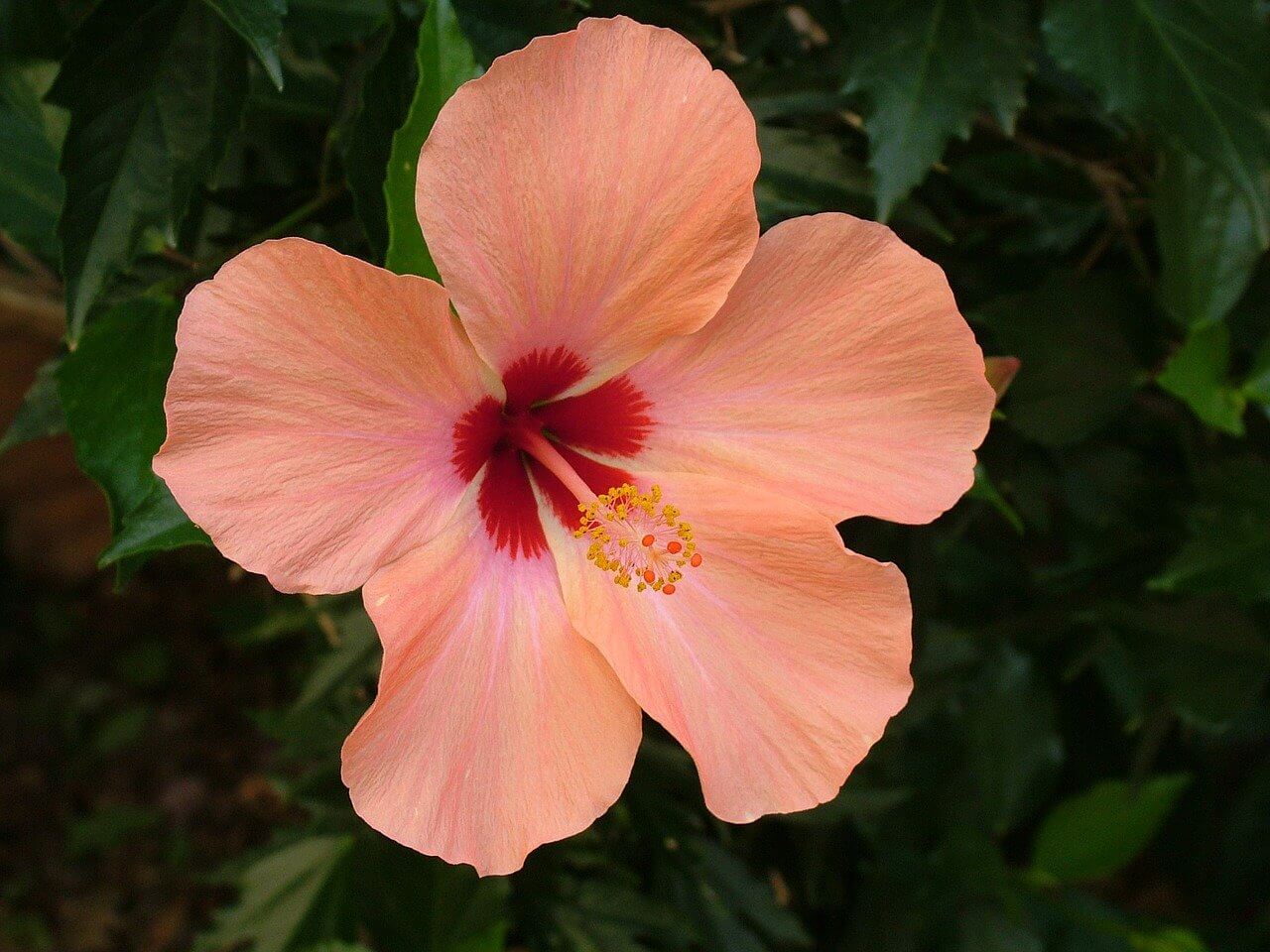 hibisco rosa