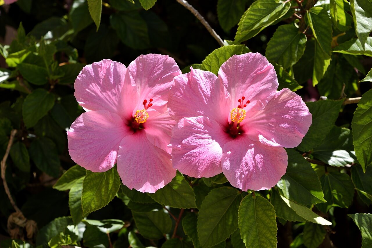 Como Plantar Hibisco Hibiscus Rosa Sinensis Blog Da Plantei