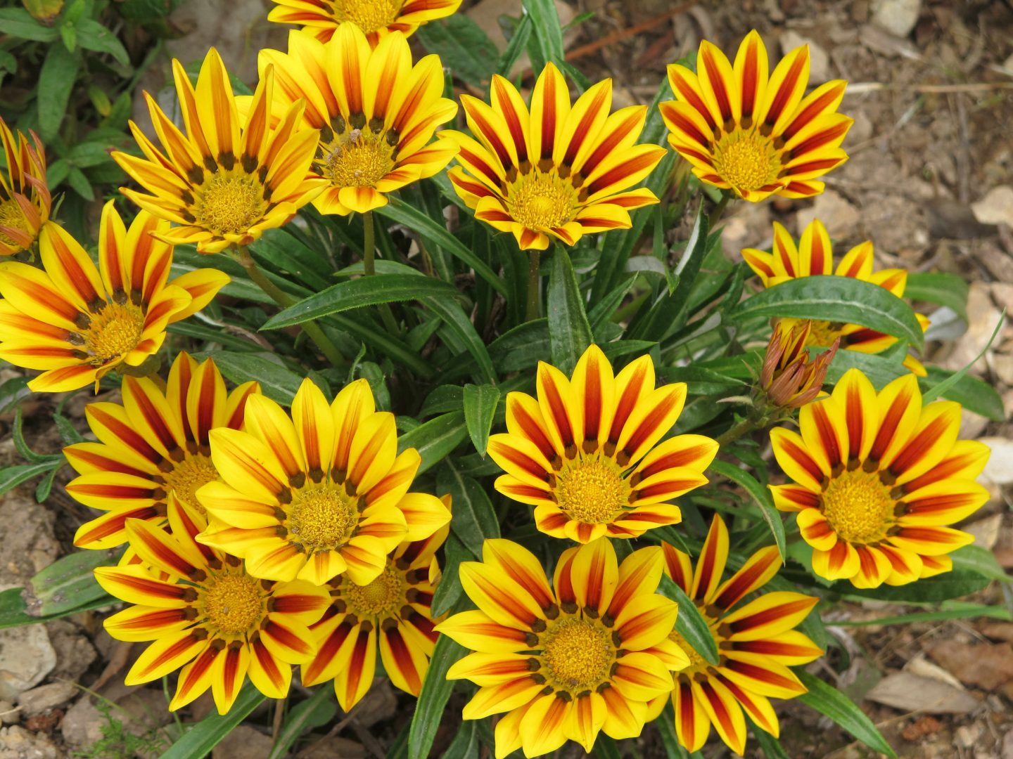 gazânia - flores