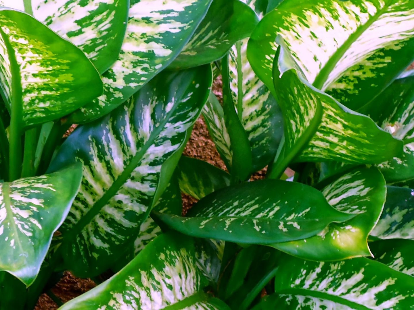 Padrão de plantas em casa escura