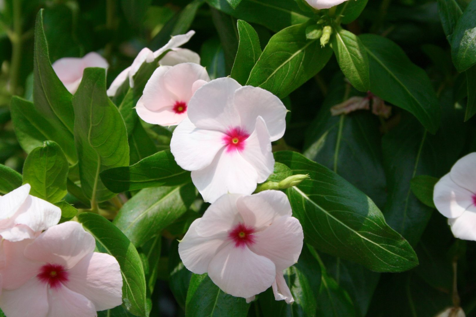 Flor vinca-de-madagáscar: como plantar - Blog da Plantei