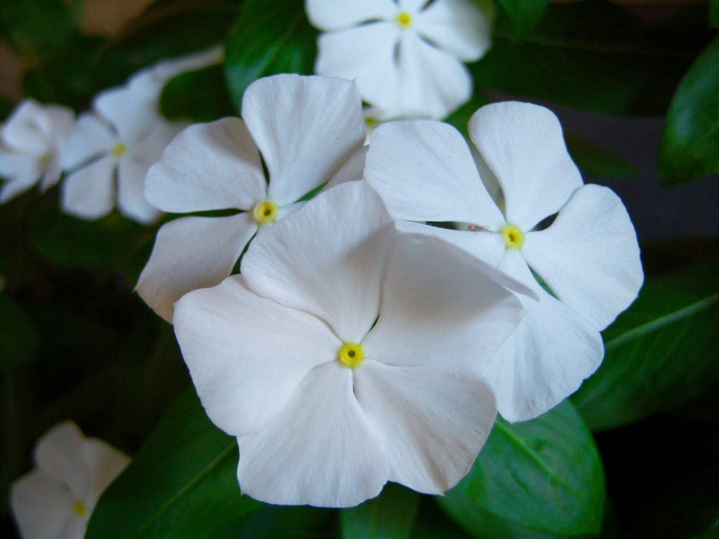 flor vinca-de-madagáscar branca