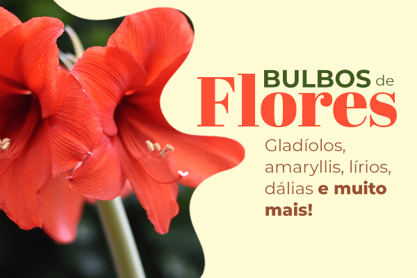 Bulbos de flores: gladíolos, amarylis, lírios, dálias e muito mais na Loja Plantei.