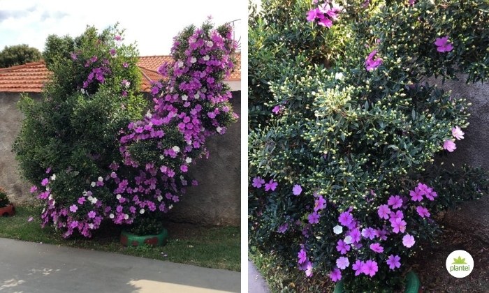 Dama da Noite Arbustos AMK - Jardinagem e Paisagismo