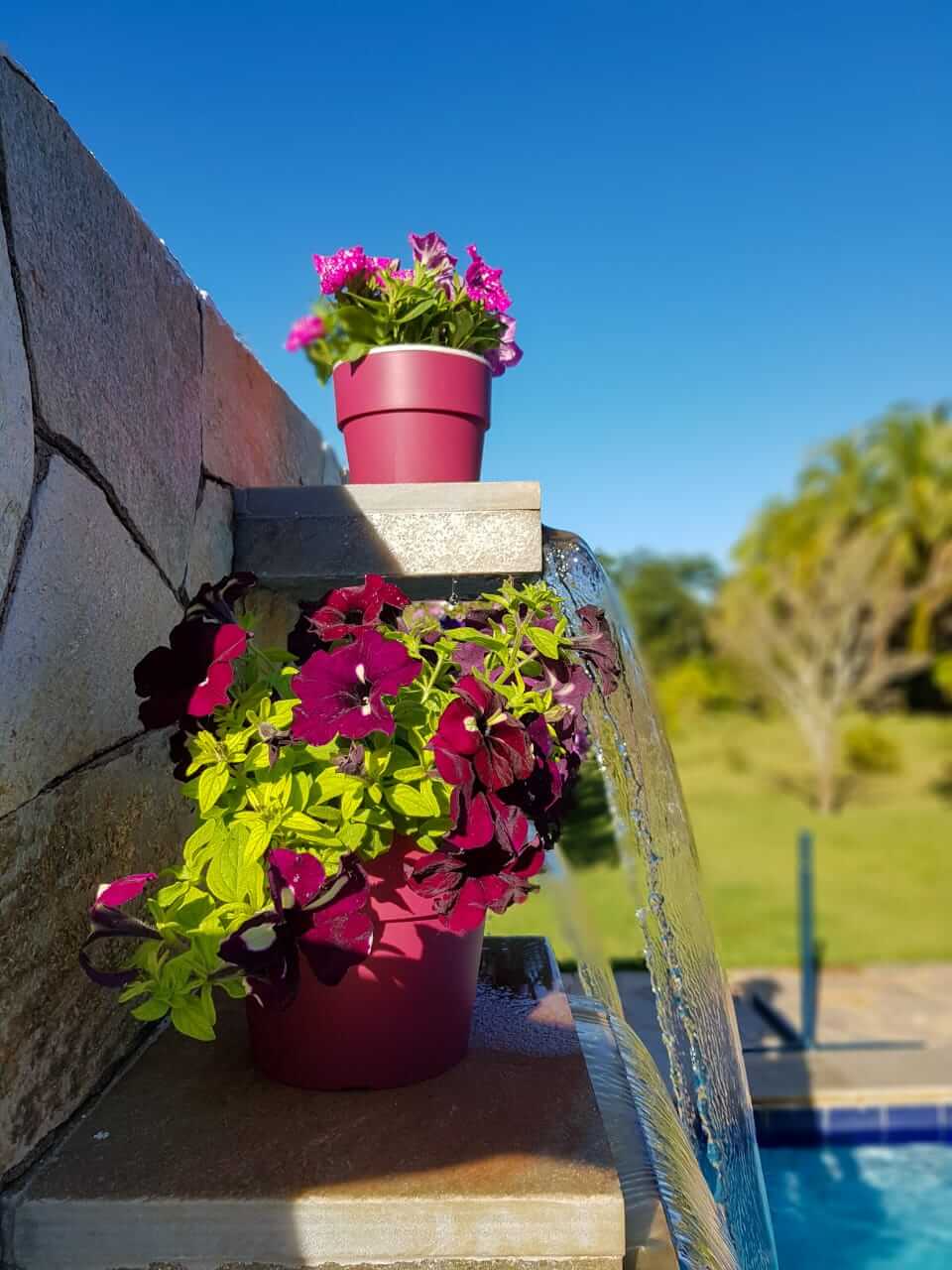 petunias