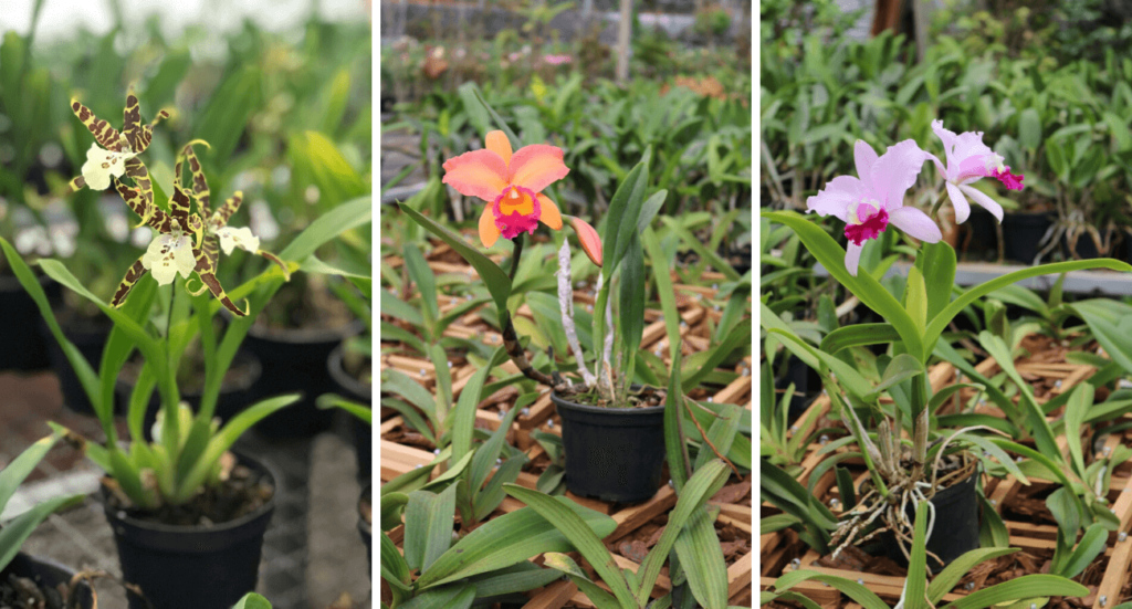 Orquídeas: como cultivar e garantir uma boa floração do seu orquidário |  Gazeta do Cerrado