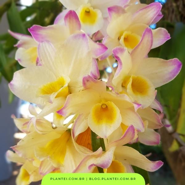 Orquídea Dendrobium: quais os tipos e como cuidar - Blog da Plantei