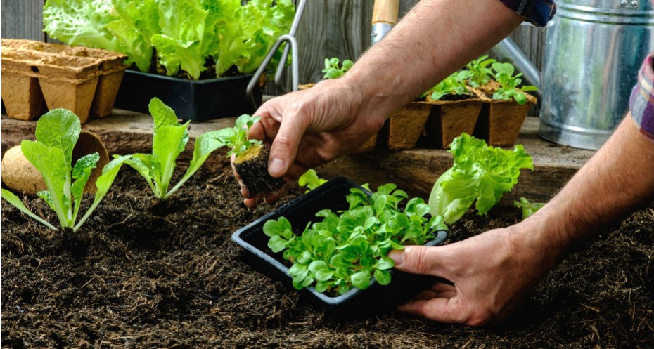 6 itens necessários para ter uma horta em casa | Blog da Plantei