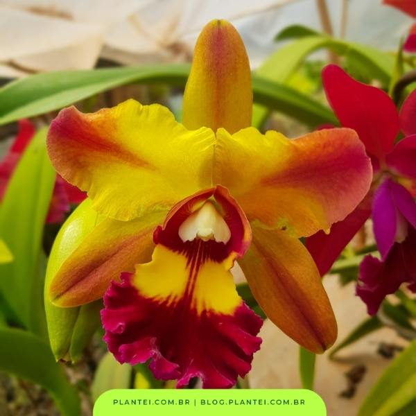 orquidea-cattleya-amarela-e-vermelho - Blog da Plantei