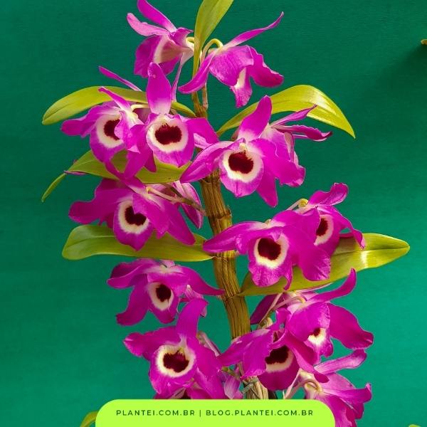 orquidea dendrobium rosa