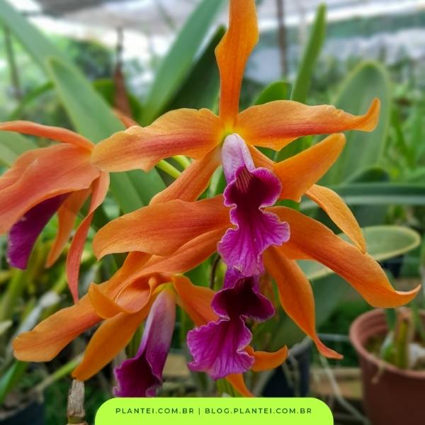 orquídea laranja