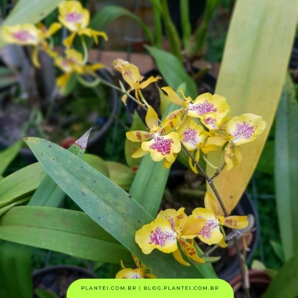 orquídeas pequenas