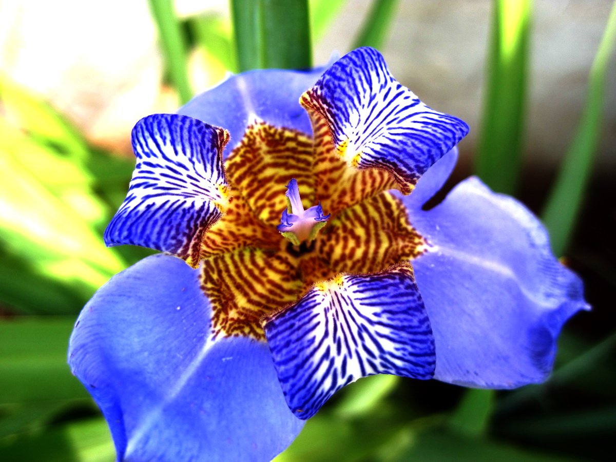 Total 33+ imagem iris flor de lis - br.thptnganamst.edu.vn