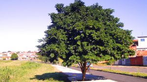 Conheça 10 espécies de árvores que podem ser cultivadas dentro de casa! -  J8 Imóveis