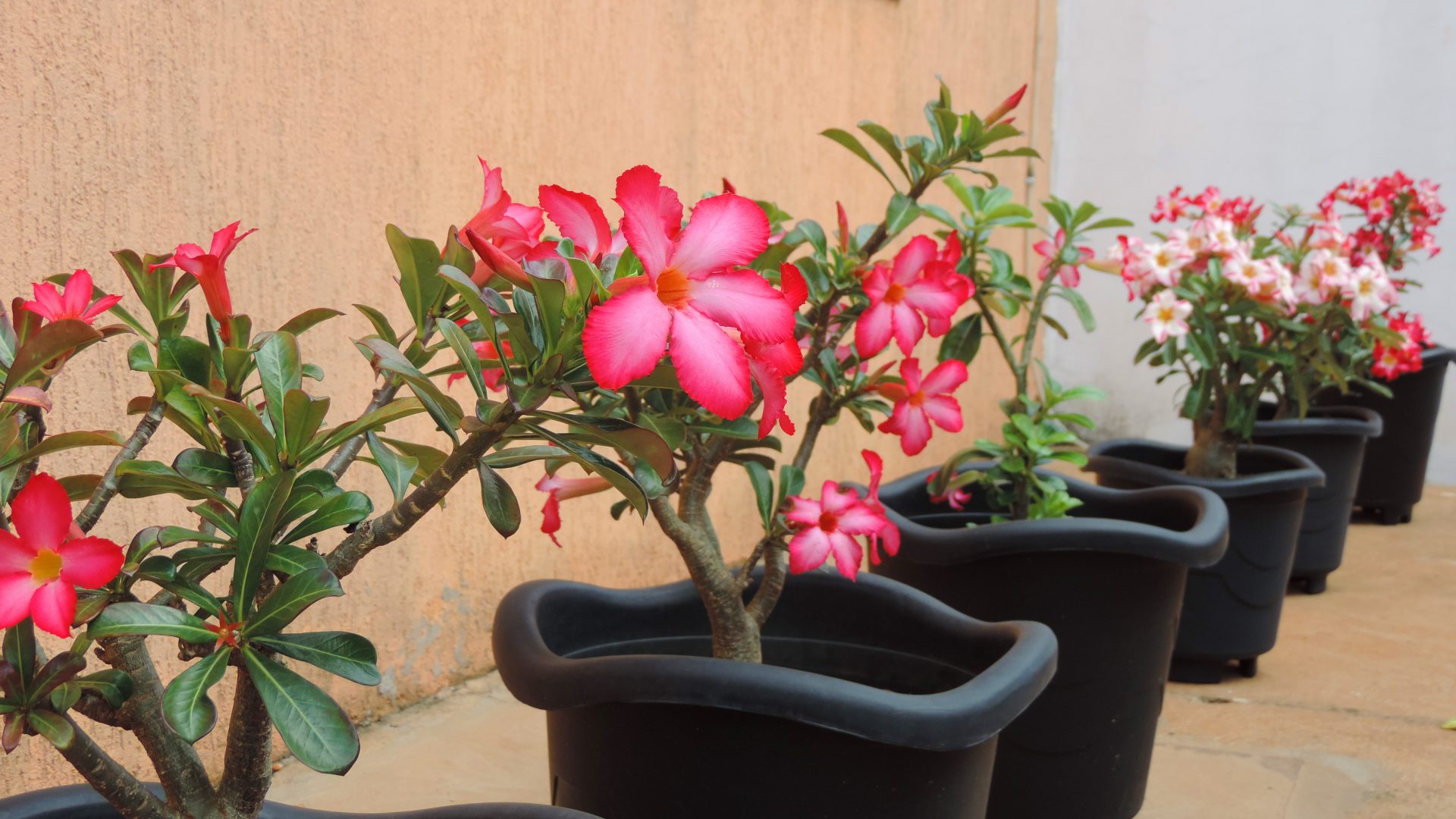 rosa do deserto - plantas resistentes ao sol