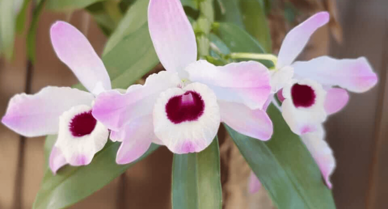 Dendrobium: a orquídea típica da primavera