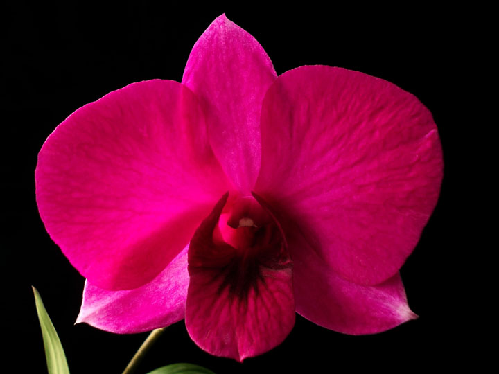 O mito da orquídea Denphal, cruzamento entre DendrobiumxPhalaenopsis