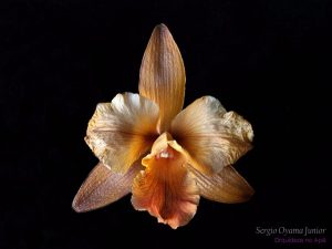 3 dicas de como cuidar das orquídeas após a floração