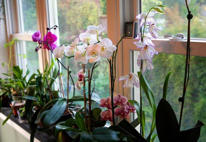 Como fazer a orquídea florir? Veja 4 dicas essenciais