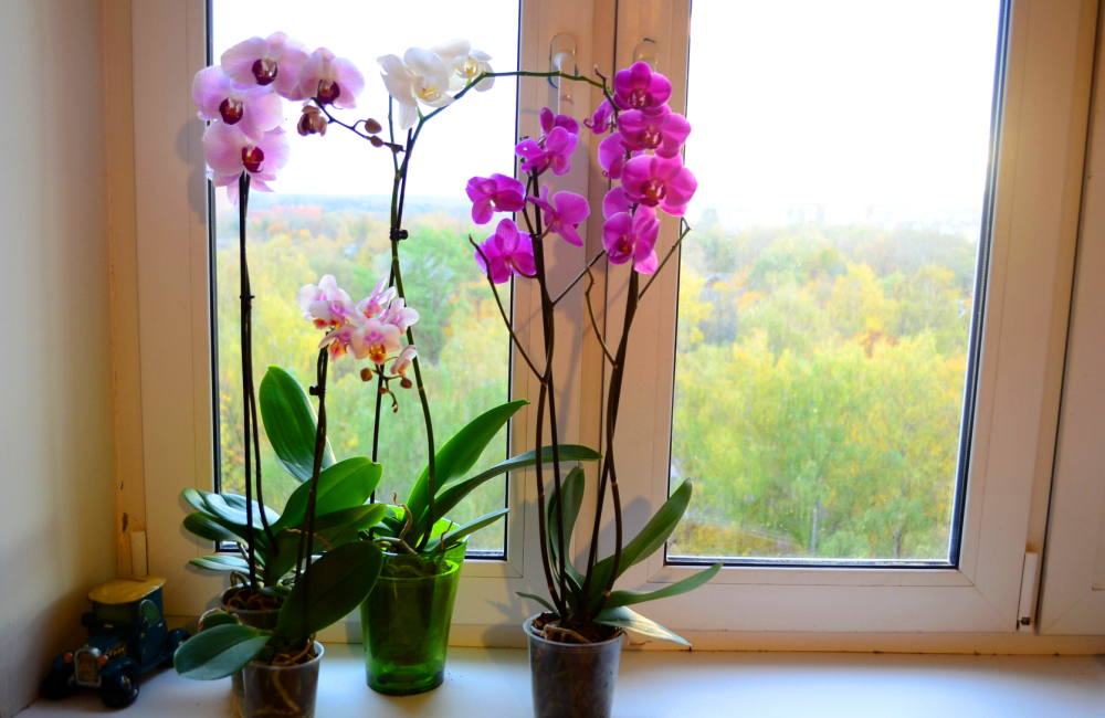 como fazer orquídea florir - nutrientes e luminosidade