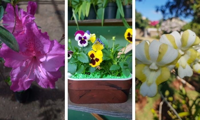 plantar no inverno: orquídea, amor-perfeito e azaleia