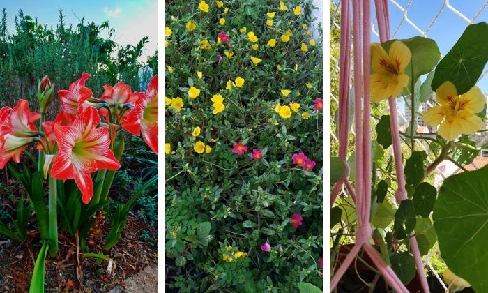 plantar no verão: amaryllis, onze-horas e capuchinha